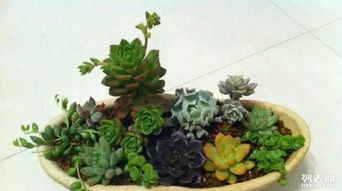 租花也是一门学问，你要学学怎么租