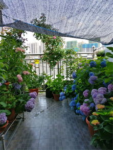 夏日炎炎，月季花如何有效防暑降温？快来学几招吧！