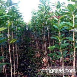 哪里可依买到桂花树苗？