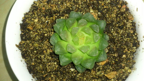 多肉植物叶子长虫了怎么办？有没有什么有效的驱虫方法