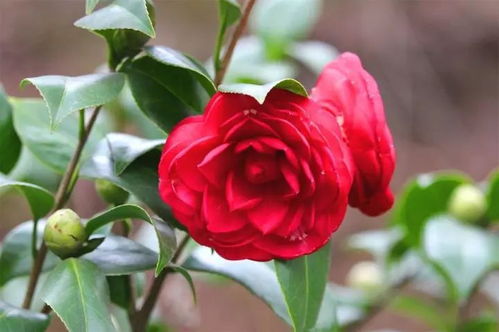 土壤调整大揭秘