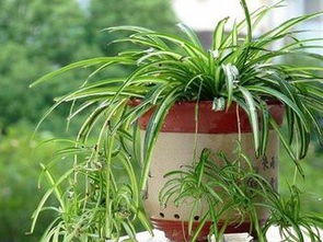 金边吊兰太密了怎么办？修剪大揭秘！