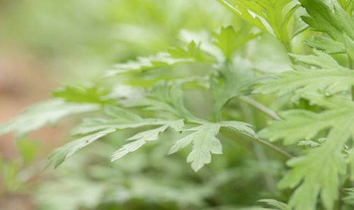 艾草熏房间可驱蚊虫、净化空气，需选晴天、通风处