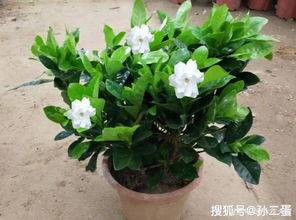 养花种草， 增添生活美感