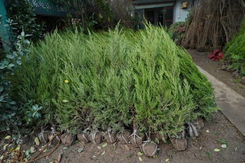 渝北花木批发市场探访