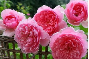 以爱月季：浪漫的代名词