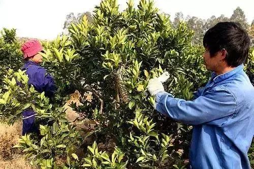 金桔树修剪方法详解中，如何正确处理金桔树的老枝和病枝