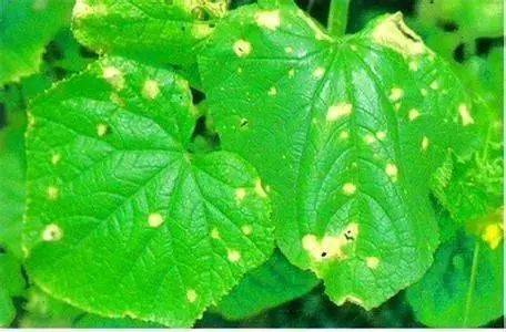 氯氟吡虫啉在防治哪些作物病虫害方面有显著效果？