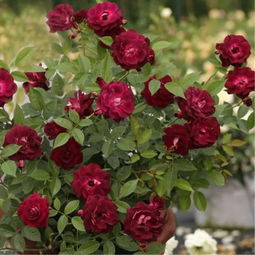 优点：紫葡萄月季的亮点在哪里？