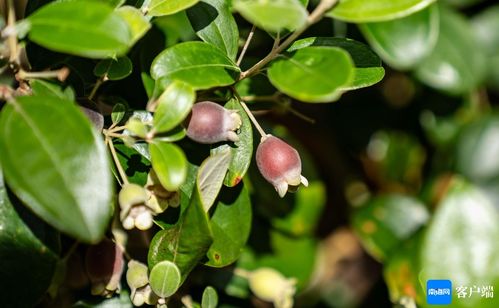 对比不同地区的种植窗口期