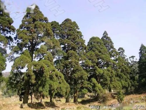 地理位置决定树种选择