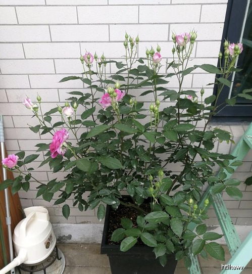 修剪得当，养分集中供应