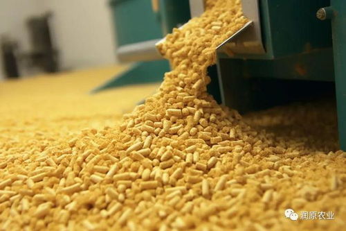 如何根据猪饲料主料的重要性选择合适的猪饲料原料？