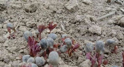 春季播种：暖阳下的绽放