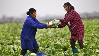 水稻种植，气候适宜