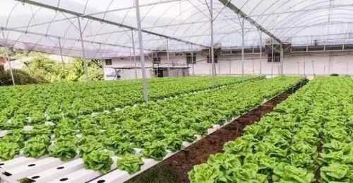 农业养殖：严防注水、劣质、病害肉