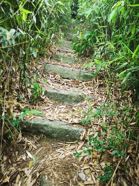 丹参种植环境与条件