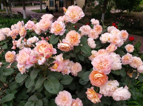 及时修剪，让花朵geng加旺盛