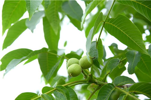 陕南地区：核桃、 板栗的经济林