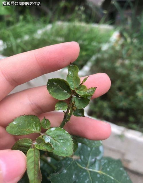 月季修剪， 新芽成长的小秘密