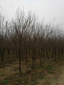 南召小店乡苗木基地：红白广玉兰五角枫，价格大揭秘！