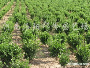 小苗大苗区别对待