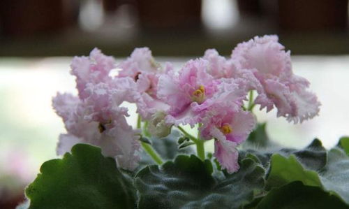 北方夏季适合种植的花卉