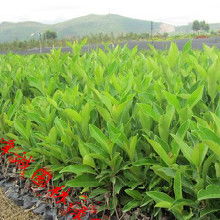 法国冬青苗种植方法视频里如何进行冬青苗的修剪和施肥？