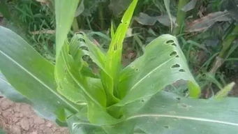 大豆田里的守护神