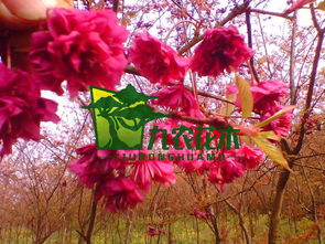 土壤与浇水：樱花的生命力从土壤开始