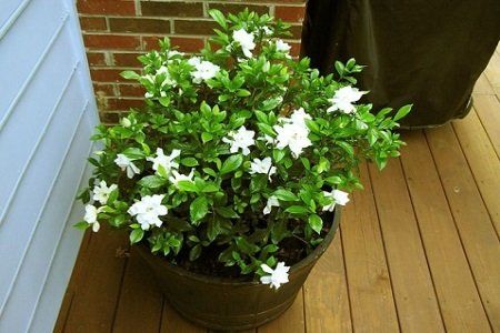 栀子花为何绿得清新？