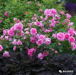 安妮月季的美丽秘密