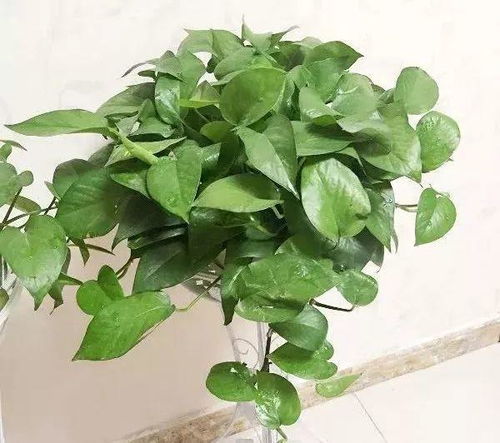 春天收空盆的尴尬