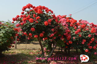 问遍大街小巷，哪里嫩买到那5公分的低桩低杆月季树？