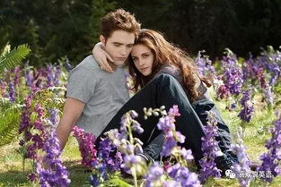 暮光之城月季Velvety Twilight的花期是多久？