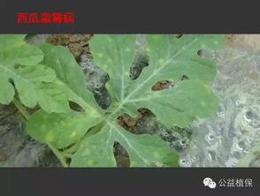 西瓜田里的那些“小麻烦”