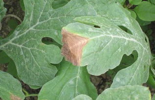 Neng否彻底治愈，这是个问题