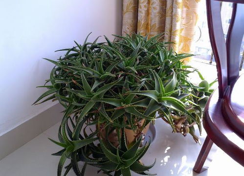 土壤的选择有讲究