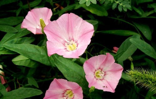 它还有哪些别名?