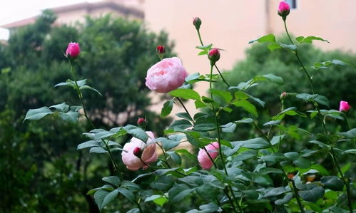 先说说是那纯洁的白色