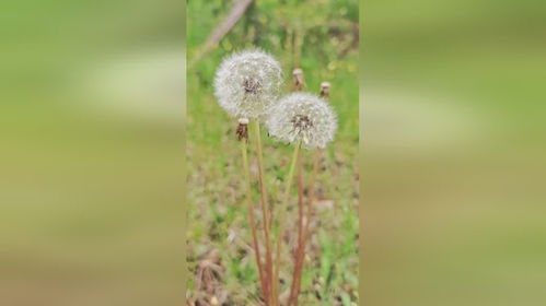 “蒲公英，你为何如此可爱