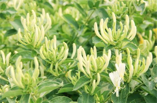 金银花种植， 从播种到收获的点点滴滴