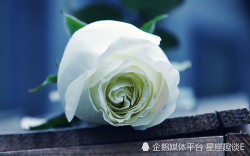 玫瑰红、粉、白、黄各代表什么含义