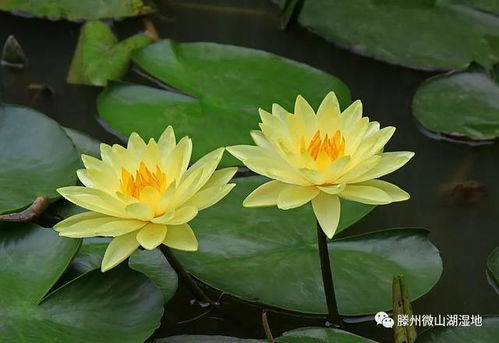 睡莲的花朵数代表啥意思？