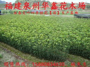 红花茶油树育苗基地：如何找到优质的种子供应？联系方式大公开！