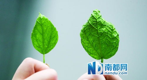 扶桑叶片卷曲是什么原因导致的，有哪些养护难题需要解决