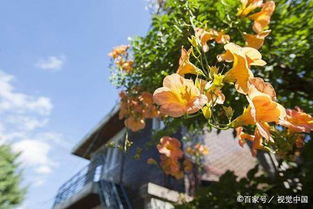 “凌霄花种植方法及注意事项有哪些