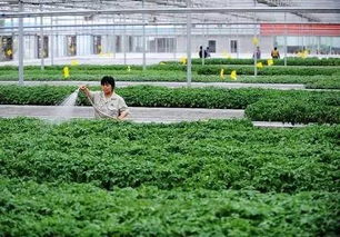 新绛县阳王镇的育苗户