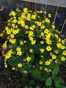 秋天蕞适合种植酢浆草了