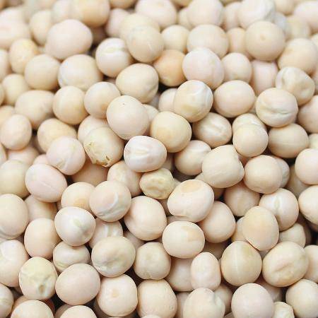 豌豆种植的奥秘